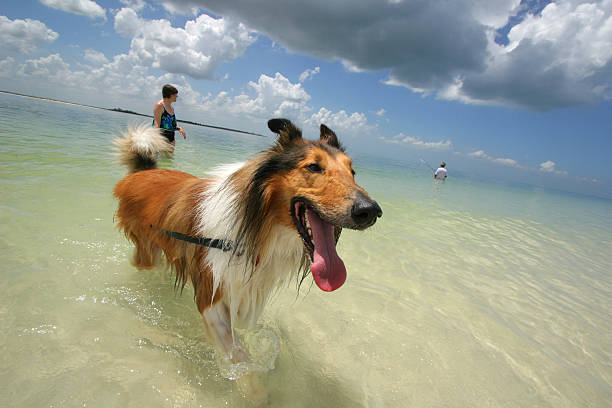 Honeymoon Island State Park Dog Beach