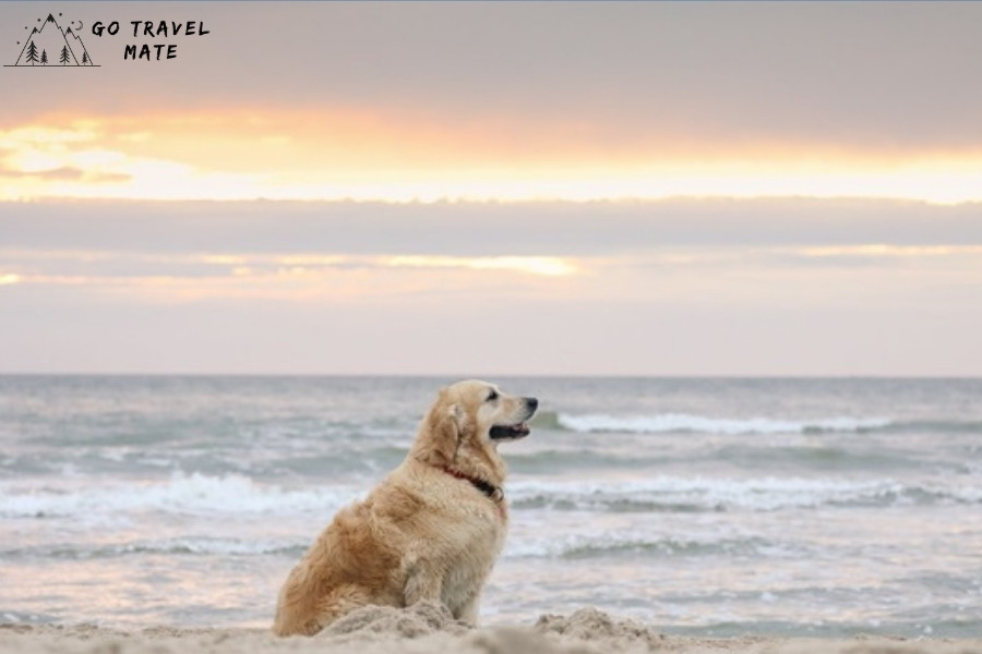 8 Dog Friendly Beaches in the USA
